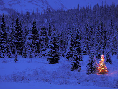 Arboles de Navidad 