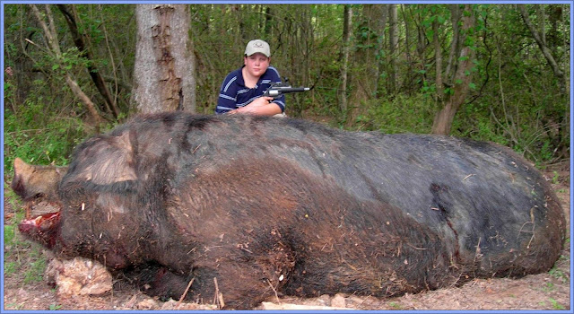 Feral Hogs In The USA Can Reach Very Large Sizes