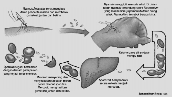 Biologi Kelas x Protista Mirip Hewan Protozoa 