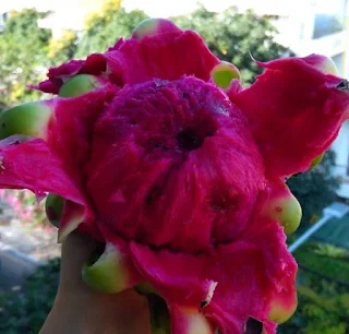 Buah Naga