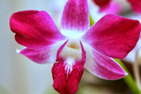 Focus on life ~ A quiet time :: beautiful orchid :: All Pretty Things