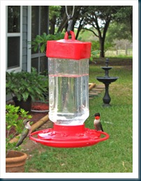 Hummingbird