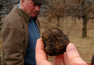 La fameuse tuber melanosporum