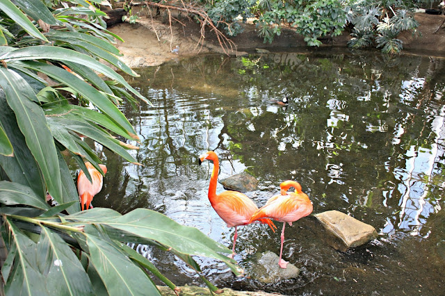 Flamingos resting at the National Aviary in Pittsburgh.