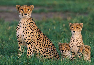 cheetah and cubs