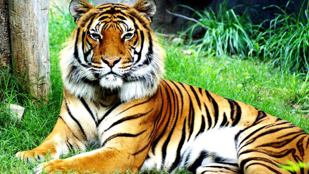 Why Are Malayan Tigers Endangered