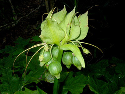 Beach tacca (Tacca leontopetaloides)