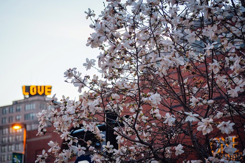 Portland, Maine USA April 2015 Love Spring blossoms on Temple Street photo by Corey Templeton.