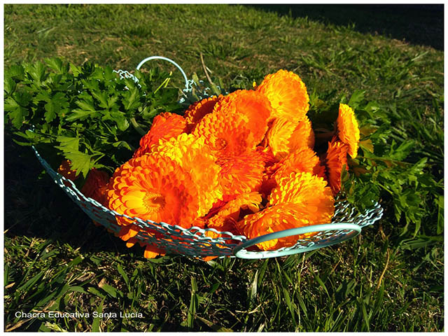 Flores y hortalizas -Chacra Educativa Santa Lucía