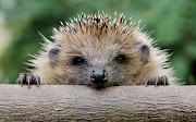 CRC checks for hedgehog adoptive parents now is it? Humpf, double humpf! (hedgehog)