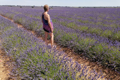 Campos de Lavanda de Brihuega.