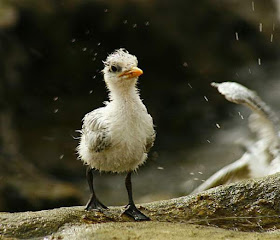 Lesser crested tern (Thalasseus bengalensis) chick