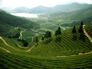 Boseong Green Tea Field