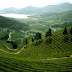 Boseong Green Tea Field, South Korea