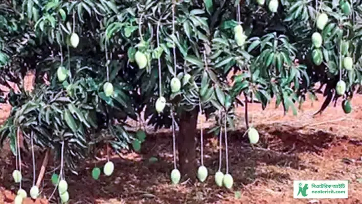 Small Mango Tree Pic - Mango Pic Download - Raw Mango Picture, Pic - mango pic -NeotericIT.com - Image no 3