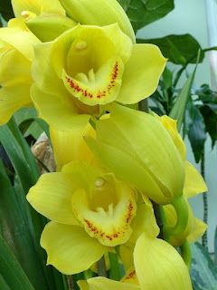 Cymbidium Bedard jaune