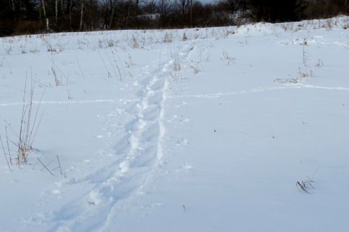 snowshoe tracks