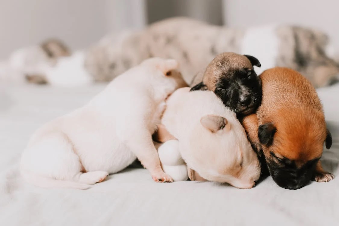 adorable puppies cuddling