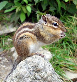 Chipmunks