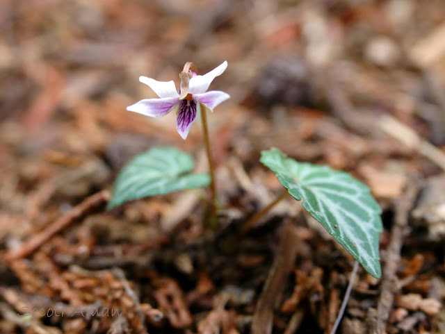 Viola sieboldii