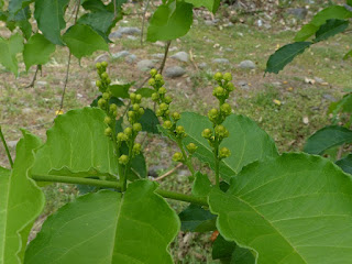 Bunchosie des Andes - Bunchosie abricot - Bunchosia armeniaca