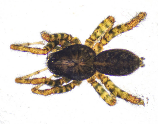 Arctosa leopardus