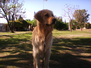 como enseñar a un perro a quedarse parado y quieto 