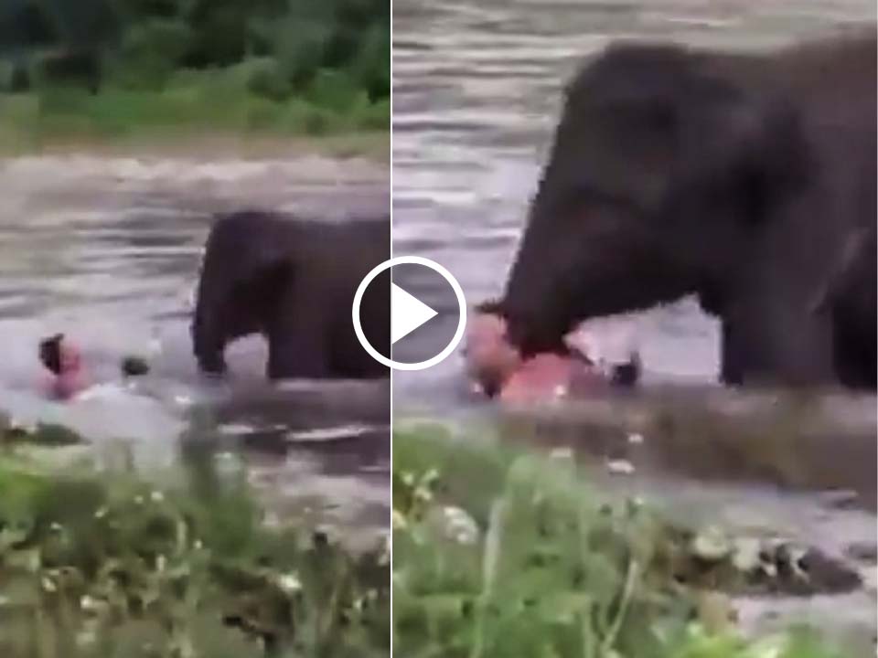  baby elephant saves saved the life of a drowning man