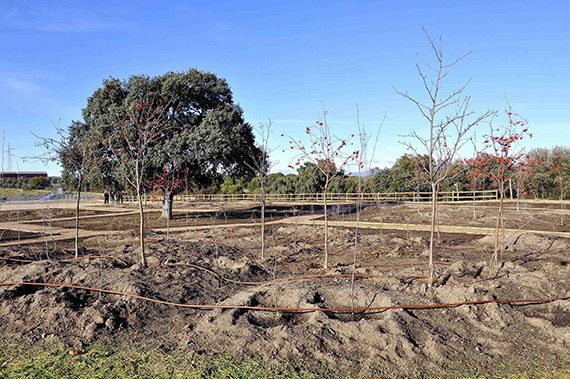 Nueva área recreativa botánica en una zona verde de Sevilla la Nueva