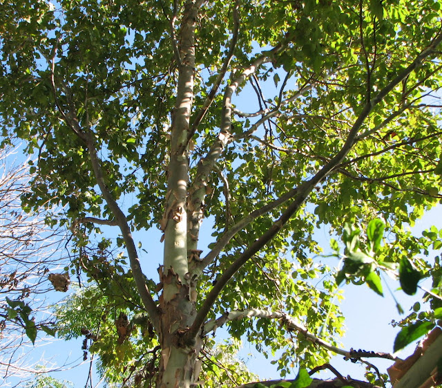 My Dry Tropics Garden: A north Queensland native: Corymbia ...