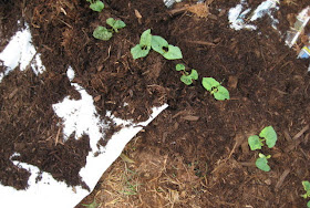 Packing paper covered with mulch.