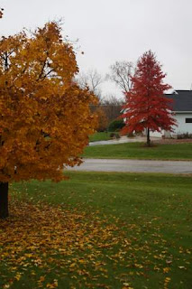 Photo of pretty trees, seen from Keith's window.