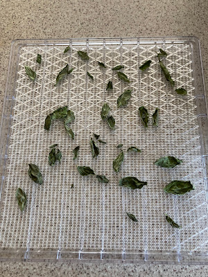 Dried basil on a dehydrator tray.