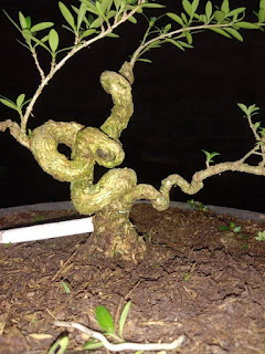 Pohon Seribu Bintang saat ini jadi idola penggemar bonsai karena cukup mudah dirawat.