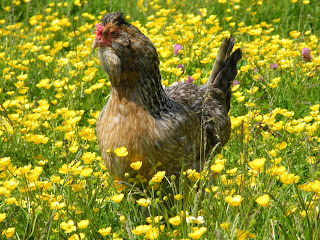 Flyte so Fancy Chicken Blog