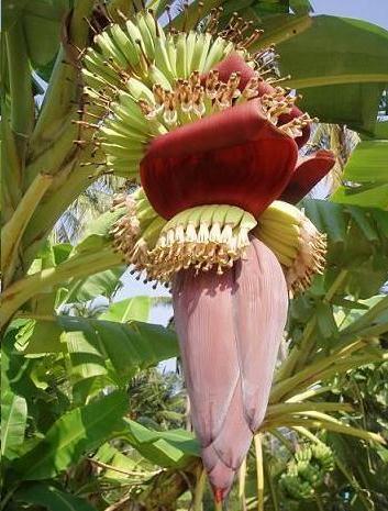 Banana Blossom Flower Medical Advantages