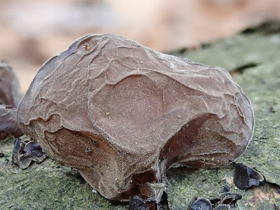 Ojcowski Park Narodowy, Dolina Sąspowska, grzyby 2019, grzyby zimowe, grzyby w Ojcowie