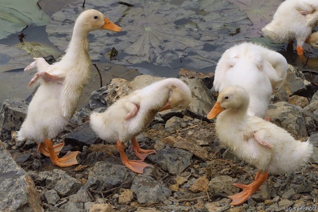 Duck farm seen on the way to Bich Dong Pagoda in Ninh Binh