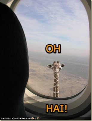 funny-pictures-giraffe-airplane-win