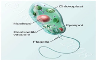 Organela pada sel Euglena