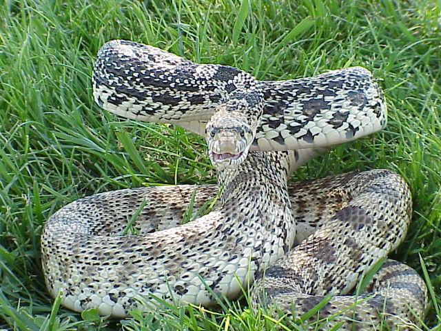 largest anaconda in world. largest anaconda in world.