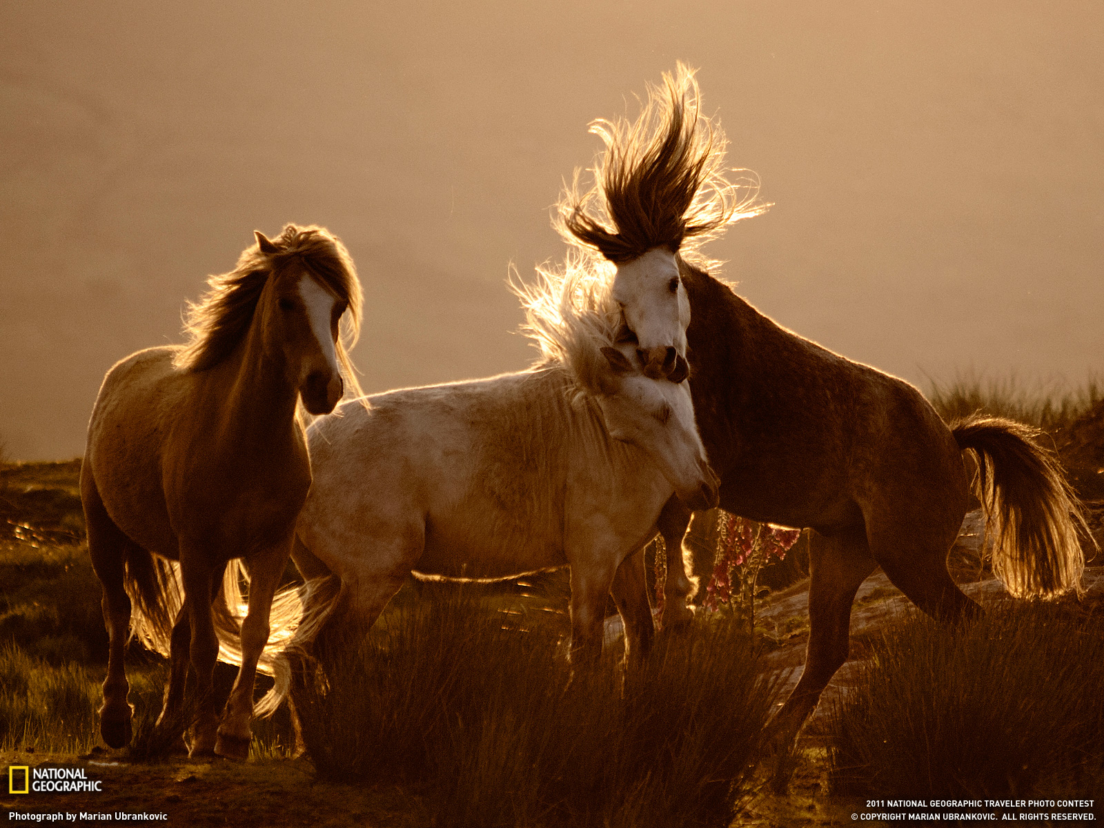 Descargar Imagenes animales salvajes zorros - descargar fotos de animales