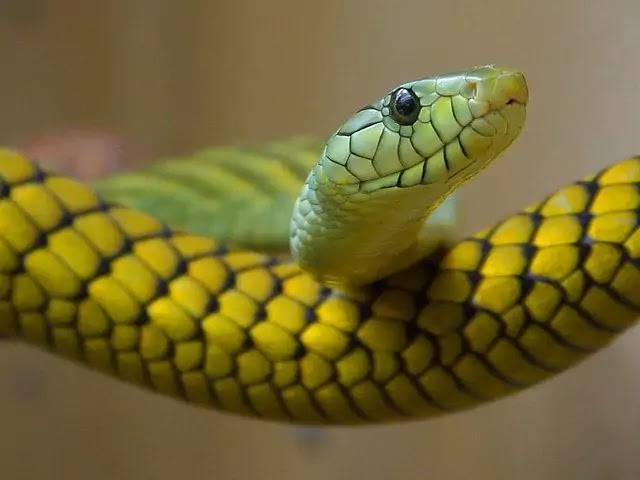 सांप सामान्य परिचय (Snakes in hindi): सांप के काटने पर करने वाले उपाय