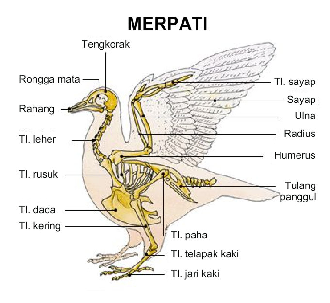 Anatomi Rangka  Vertebrata  BIOLOGIPEDIA