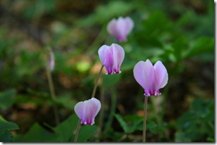 ciclamini-5