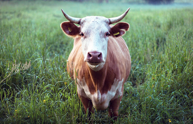 vache pré kikekwa