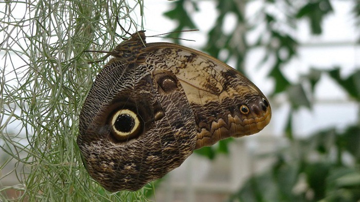 butterfly-exhibition11