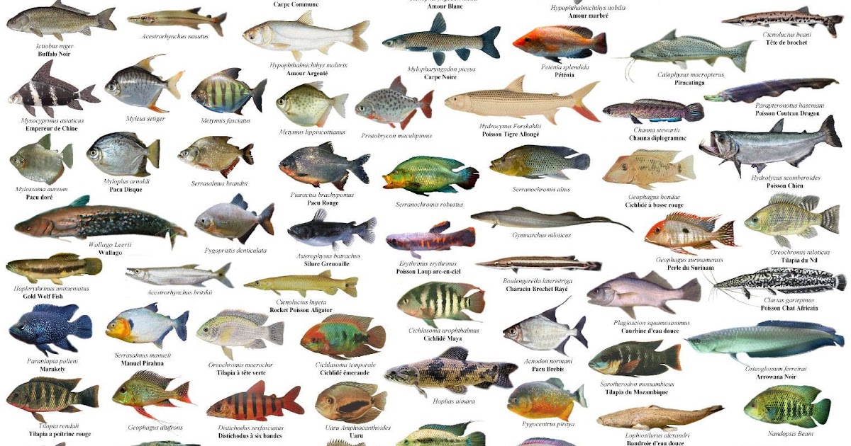 Nama Nama Ikan  Air Tawar Di  Malaysia  89 Jenis Ikan  Yang 