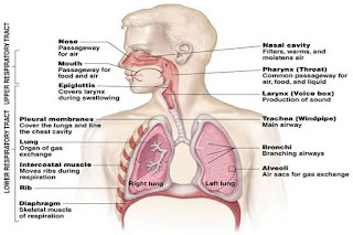 Lung diagram | Lungs image | Simple lungs diagram