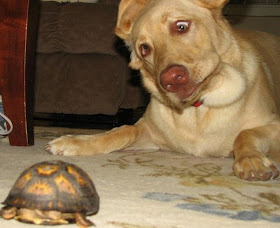 funny animals, dog seeing tortoise